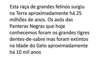 Esta raça de grandes felinos surgiu
na Terra aproximadamente há 25
milhões de anos. Os avós das
Panteras Negras que hoje
conhecemos foram os grandes tigres
dentes-de-sabre mas foram extintos
na Idade do Gelo aproximadamente
há 10 mil anos
 