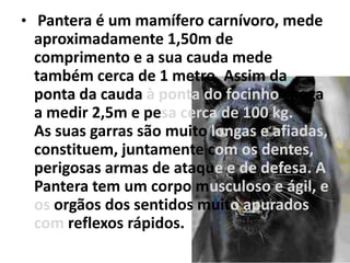 • Pantera é um mamífero carnívoro, mede
 aproximadamente 1,50m de
 comprimento e a sua cauda mede
 também cerca de 1 metro. Assim da
 ponta da cauda à ponta do focinho chega
 a medir 2,5m e pesa cerca de 100 kg.
 As suas garras são muito longas e afiadas,
 constituem, juntamente com os dentes,
 perigosas armas de ataque e de defesa. A
 Pantera tem um corpo musculoso e ágil, e
 os orgãos dos sentidos muito apurados
 com reflexos rápidos.
 