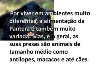 Por viver em ambientes muito
diferentes, a alimentação da
Pantera é também muito
variada. Mas, em geral, as
suas presas são animais de
tamanho médio como
antílopes, macacos e até cães.
 