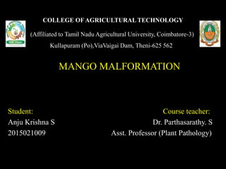 COLLEGE OF AGRICULTURAL TECHNOLOGY
(Affiliated to Tamil Nadu Agricultural University, Coimbatore-3)
Kullapuram (Po),ViaVaigai Dam, Theni-625 562
MANGO MALFORMATION
Student: Course teacher:
Anju Krishna S Dr. Parthasarathy. S
2015021009 Asst. Professor (Plant Pathology)
 