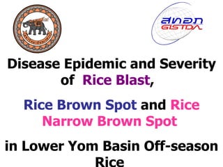 Disease Epidemic and Severity of  Rice Blast ,  Rice Brown Spot  and  Rice Narrow Brown Spot   in Lower Yom Basin Off-season Rice  Using  Geo-Informatics 