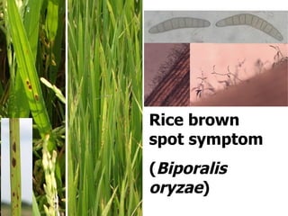 Disease Epidemic and Severity of Rice Blast, Rice Brown Spot and Rice ...
