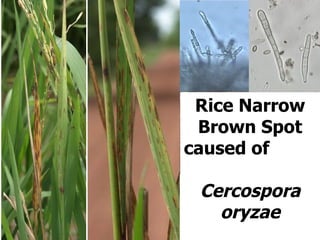 Disease Epidemic and Severity of Rice Blast, Rice Brown Spot and Rice ...