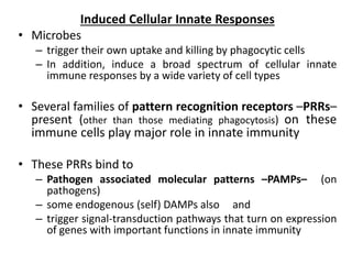 Induced Cellular Innate Responses
• Microbes
– trigger their own uptake and killing by phagocytic cells
– In addition, induce a broad spectrum of cellular innate
immune responses by a wide variety of cell types
• Several families of pattern recognition receptors –PRRs–
present (other than those mediating phagocytosis) on these
immune cells play major role in innate immunity
• These PRRs bind to
– Pathogen associated molecular patterns –PAMPs– (on
pathogens)
– some endogenous (self) DAMPs also and
– trigger signal-transduction pathways that turn on expression
of genes with important functions in innate immunity
 
