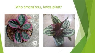 Who among you, loves plant?
 