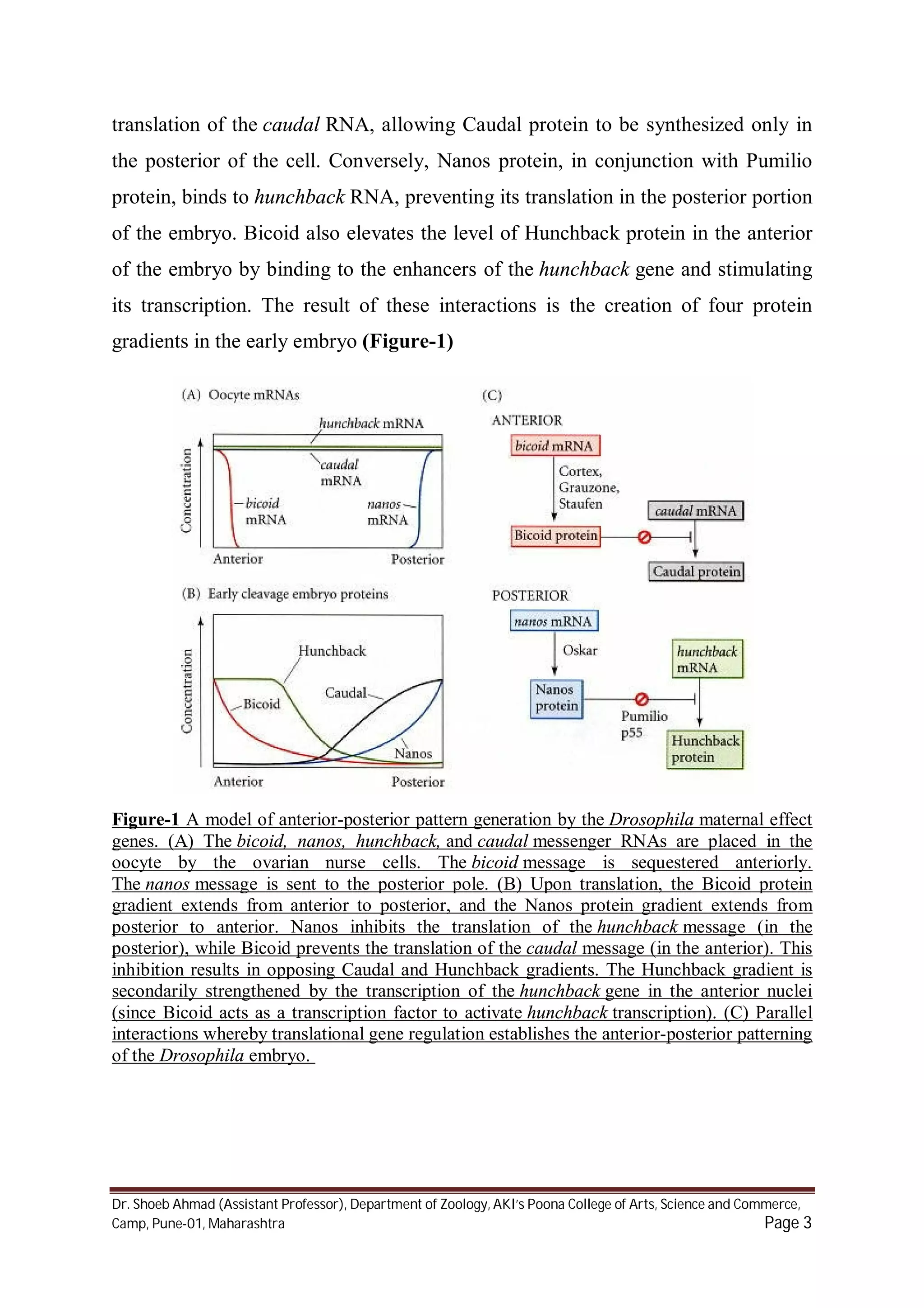 Pattern formation in drosophila PDF