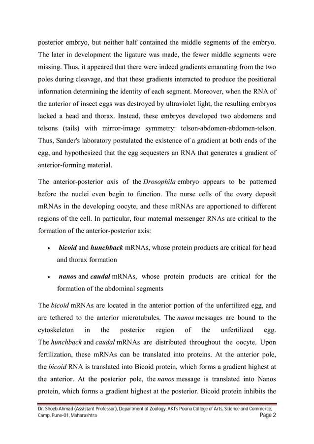 Pattern formation in drosophila PDF