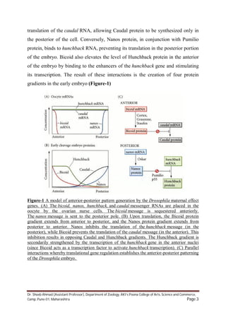Dr. Shoeb Ahmad (Assistant Professor), Department of Zoology, AKI’s Poona College of Arts, Science and Commerce,
Camp, Pune-01, Maharashtra Page 3
translation of the caudal RNA, allowing Caudal protein to be synthesized only in
the posterior of the cell. Conversely, Nanos protein, in conjunction with Pumilio
protein, binds to hunchback RNA, preventing its translation in the posterior portion
of the embryo. Bicoid also elevates the level of Hunchback protein in the anterior
of the embryo by binding to the enhancers of the hunchback gene and stimulating
its transcription. The result of these interactions is the creation of four protein
gradients in the early embryo (Figure-1)
Figure-1 A model of anterior-posterior pattern generation by the Drosophila maternal effect
genes. (A) The bicoid, nanos, hunchback, and caudal messenger RNAs are placed in the
oocyte by the ovarian nurse cells. The bicoid message is sequestered anteriorly.
The nanos message is sent to the posterior pole. (B) Upon translation, the Bicoid protein
gradient extends from anterior to posterior, and the Nanos protein gradient extends from
posterior to anterior. Nanos inhibits the translation of the hunchback message (in the
posterior), while Bicoid prevents the translation of the caudal message (in the anterior). This
inhibition results in opposing Caudal and Hunchback gradients. The Hunchback gradient is
secondarily strengthened by the transcription of the hunchback gene in the anterior nuclei
(since Bicoid acts as a transcription factor to activate hunchback transcription). (C) Parallel
interactions whereby translational gene regulation establishes the anterior-posterior patterning
of the Drosophila embryo.
 