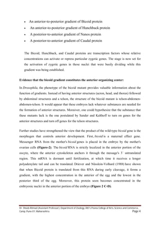 Dr. Shoeb Ahmad (Assistant Professor), Department of Zoology, AKI’s Poona College of Arts, Science and Commerce,
Camp, Pune-01, Maharashtra Page 4
 An anterior-to-posterior gradient of Bicoid protein
 An anterior-to-posterior gradient of Hunchback protein
 A posterior-to-anterior gradient of Nanos protein
 A posterior-to-anterior gradient of Caudal protein
The Bicoid, Hunchback, and Caudal proteins are transcription factors whose relative
concentrations can activate or repress particular zygotic genes. The stage is now set for
the activation of zygotic genes in those nuclei that were busily dividing while this
gradient was being established.
Evidence that the bicoid gradient constitutes the anterior organizing center:
In Drosophila, the phenotype of the bicoid mutant provides valuable information about the
function of gradients. Instead of having anterior structures (acron, head, and thorax) followed
by abdominal structures and a telson, the structure of the bicoid mutant is telson-abdomen-
abdomen-telson. It would appear that these embryos lack whatever substances are needed for
the formation of anterior structures. Moreover, one could hypothesize that the substance that
these mutants lack is the one postulated by Sander and Kalthoff to turn on genes for the
anterior structures and turn off genes for the telson structures.
Further studies have strengthened the view that the product of the wild-type bicoid gene is the
morphogen that controls anterior development. First, bicoid is a maternal effect gene.
Messenger RNA from the mother's bicoid genes is placed in the embryo by the mother's
ovarian cells (Figure-2). The bicoid RNA is strictly localized in the anterior portion of the
oocyte, where the anterior cytoskeleton anchors it through the message's 3´ untranslated
region. This mRNA is dormant until fertilization, at which time it receives a longer
polyadenylate tail and can be translated. Driever and Nüsslein-Volhard (1988) have shown
that when Bicoid protein is translated from this RNA during early cleavage, it forms a
gradient, with the highest concentration in the anterior of the egg and the lowest in the
posterior third of the egg. Moreover, this protein soon becomes concentrated in the
embryonic nuclei in the anterior portion of the embryo (Figure 2 C-D).
 