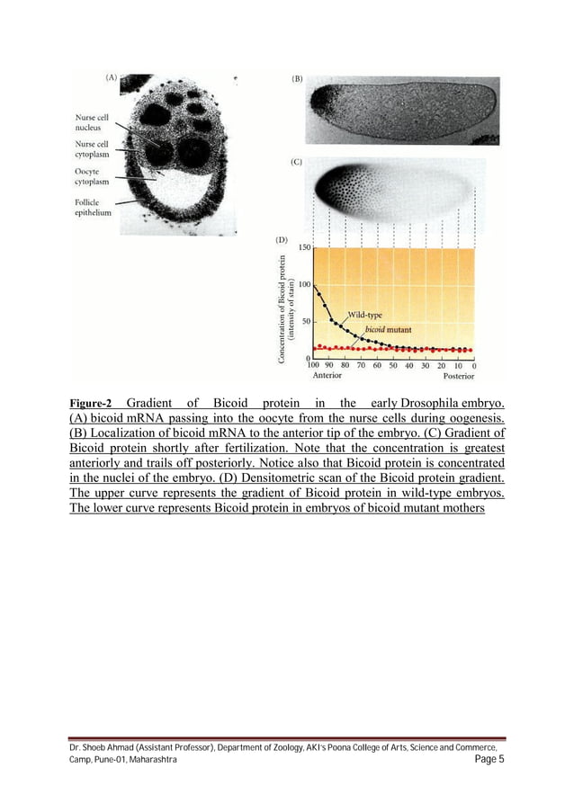 Pattern formation in drosophila | PDF