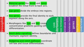 Pattern formation | PPTX