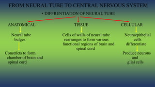 Pattern generation in the nervous system | PPTX