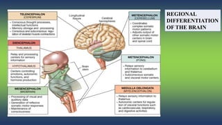 Pattern generation in the nervous system | PPTX
