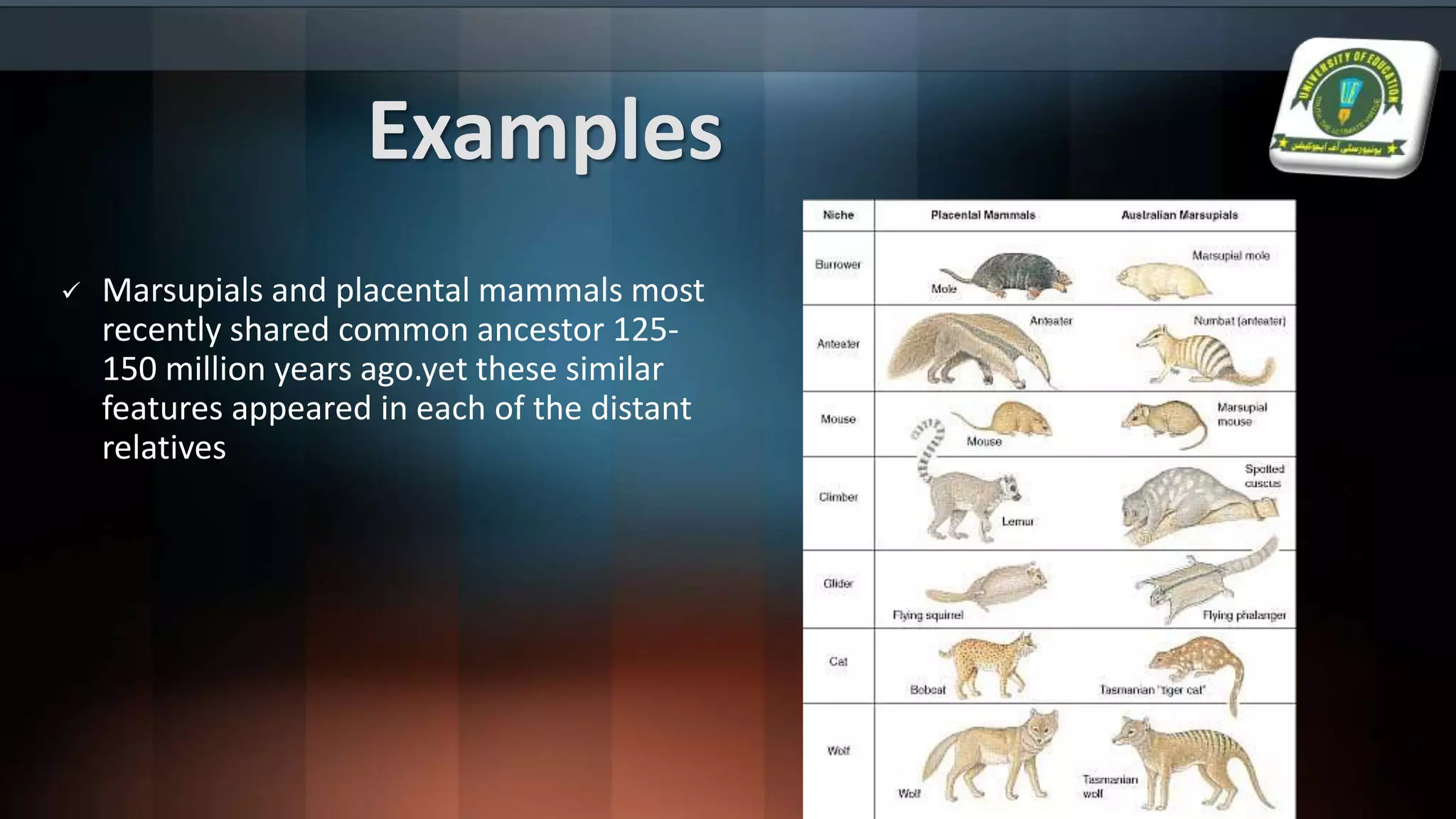 Examples
 Marsupials and placental mammals most
recently shared common ancestor 125-
150 million years ago.yet these similar
features appeared in each of the distant
relatives
 