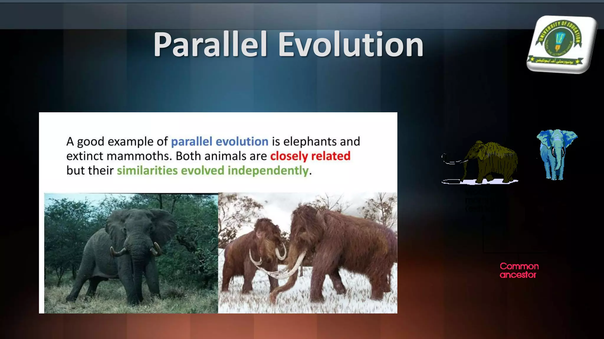 Parallel Evolution
 
