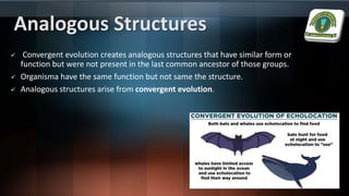 Analogous Structures
 Convergent evolution creates analogous structures that have similar form or
function but were not present in the last common ancestor of those groups.
 Organisma have the same function but not same the structure.
 Analogous structures arise from convergent evolution.
 