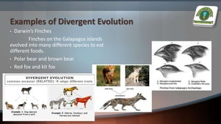 Divergent Evolution Examples