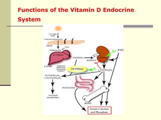 Pattern of vitamin d receptor polymorphism | PPT
