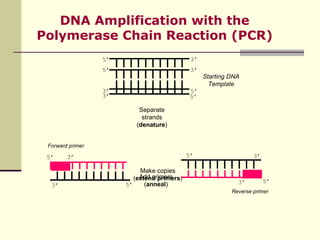 DNA Amplification with the Polymerase Chain Reaction (PCR) Make copies ( extend primers ) Starting DNA Template 5’ 5’ 3’ 3...