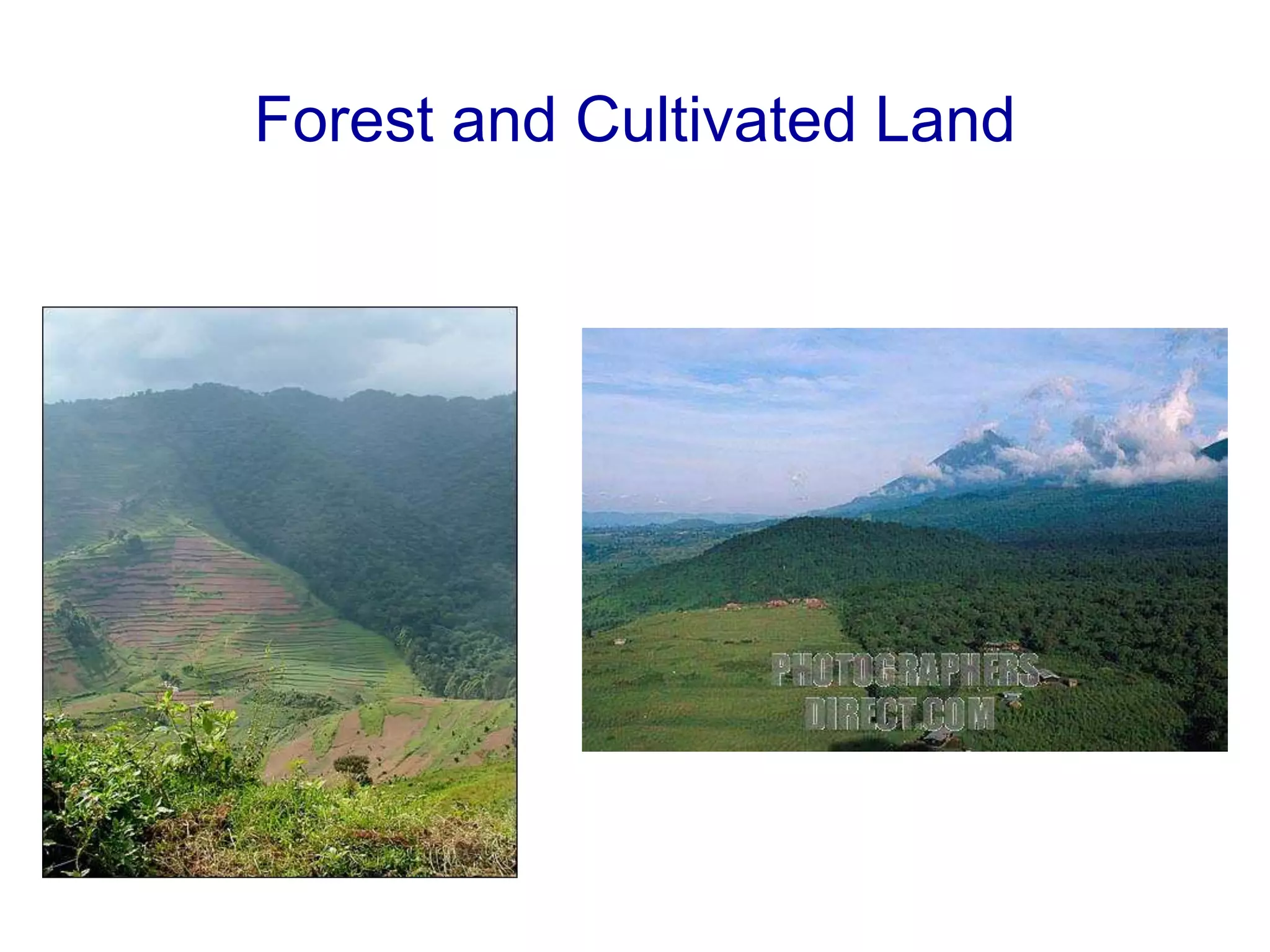 Forest and Cultivated Land
 
