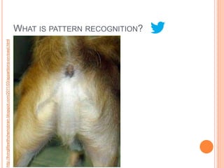 http://livinglifewithchemobrain.blogspot.com/2011/03/apparitions-on-toast.html




                                                                                 WHAT IS PATTERN RECOGNITION?
 