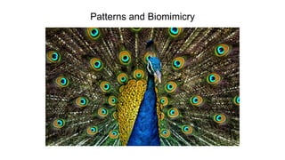 Patterns and Biomimicry
 