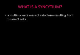 WHAT IS A SYNCYTIUM?
• a multinucleate mass of cytoplasm resulting from
fusion of cells.
 