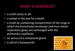 WHAT IS ALVEOLUS?
• a small cavity or pit
• a socket in the jaw for a tooth
• a small air-containing compartment of the lungs in
which the bronchioles terminate and from which
respiratory gases are exchanged with the
pulmonary capillaries
• an acinus of a compound gland
• a cell of a honeycomb
 