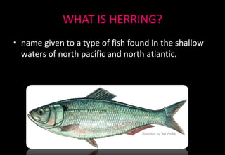 WHAT IS HERRING?
• name given to a type of fish found in the shallow
waters of north pacific and north atlantic.
 