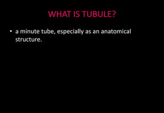 WHAT IS TUBULE?
• a minute tube, especially as an anatomical
structure.
 