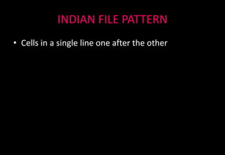 INDIAN FILE PATTERN
• Cells in a single line one after the other
 