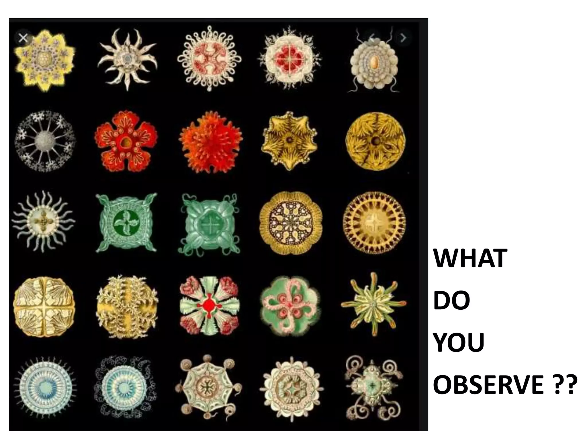 WHAT
DO
YOU
OBSERVE ??