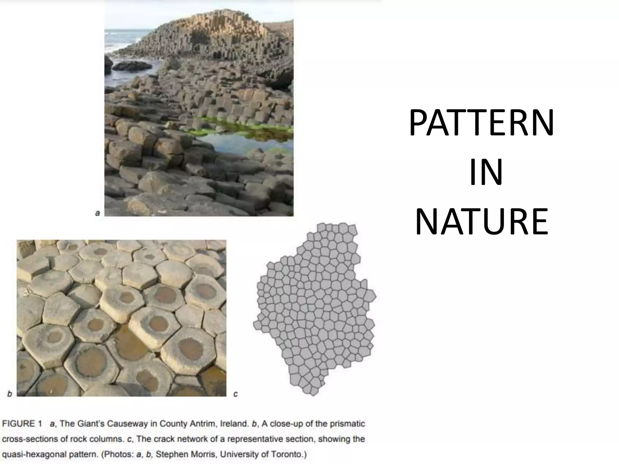PATTERN
IN
NATURE