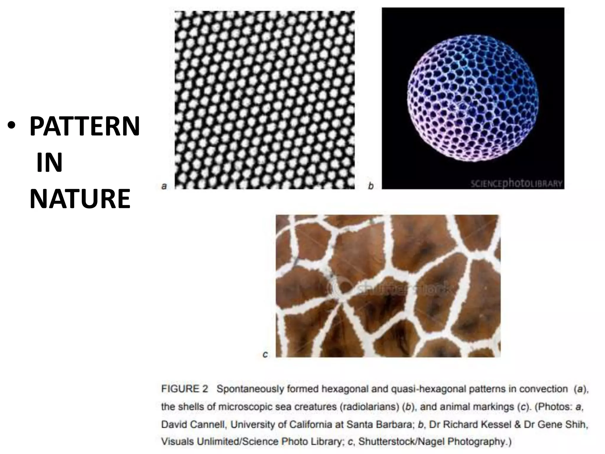 • PATTERN
IN
NATURE