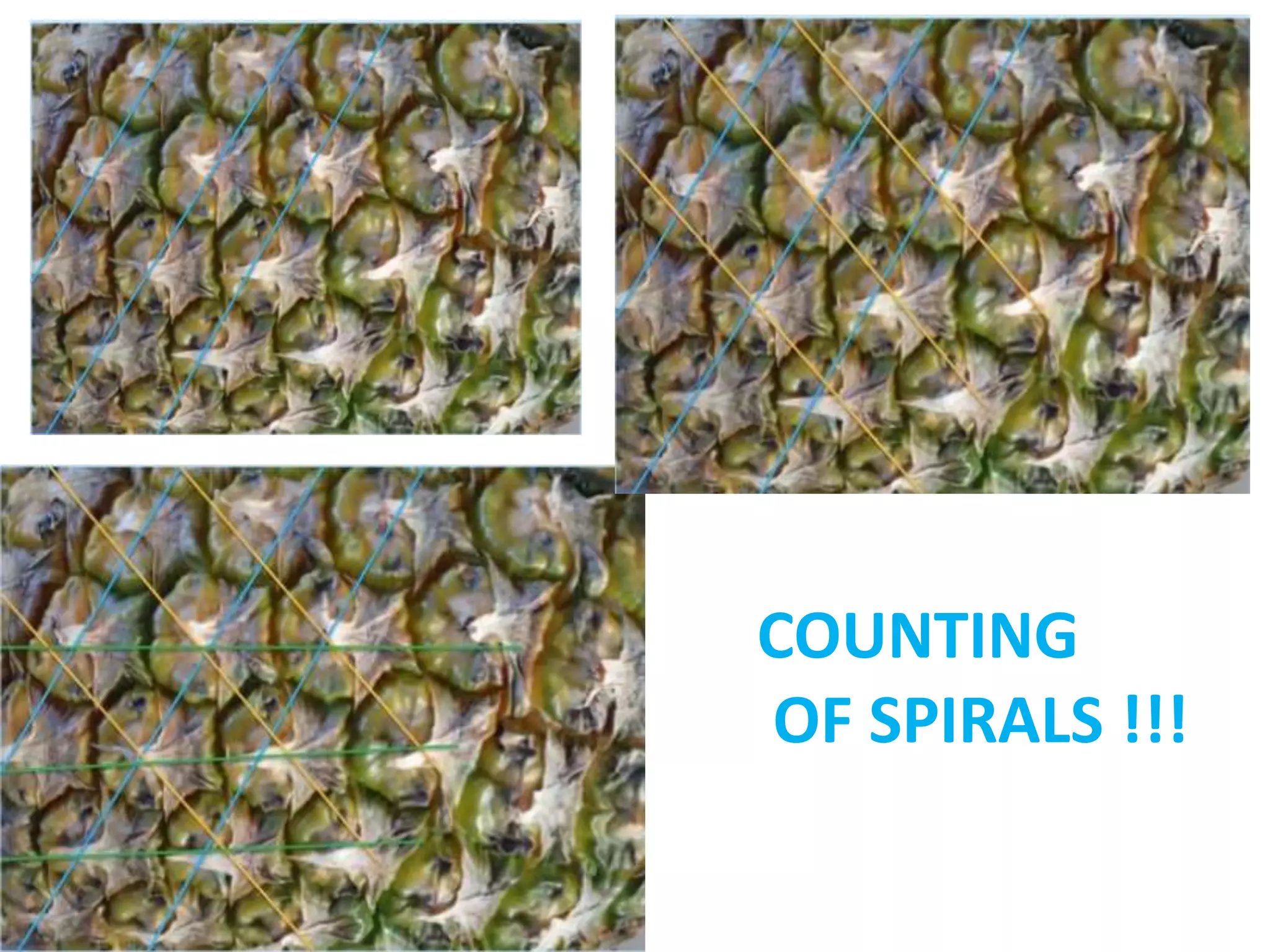 COUNTING
OF SPIRALS !!!
