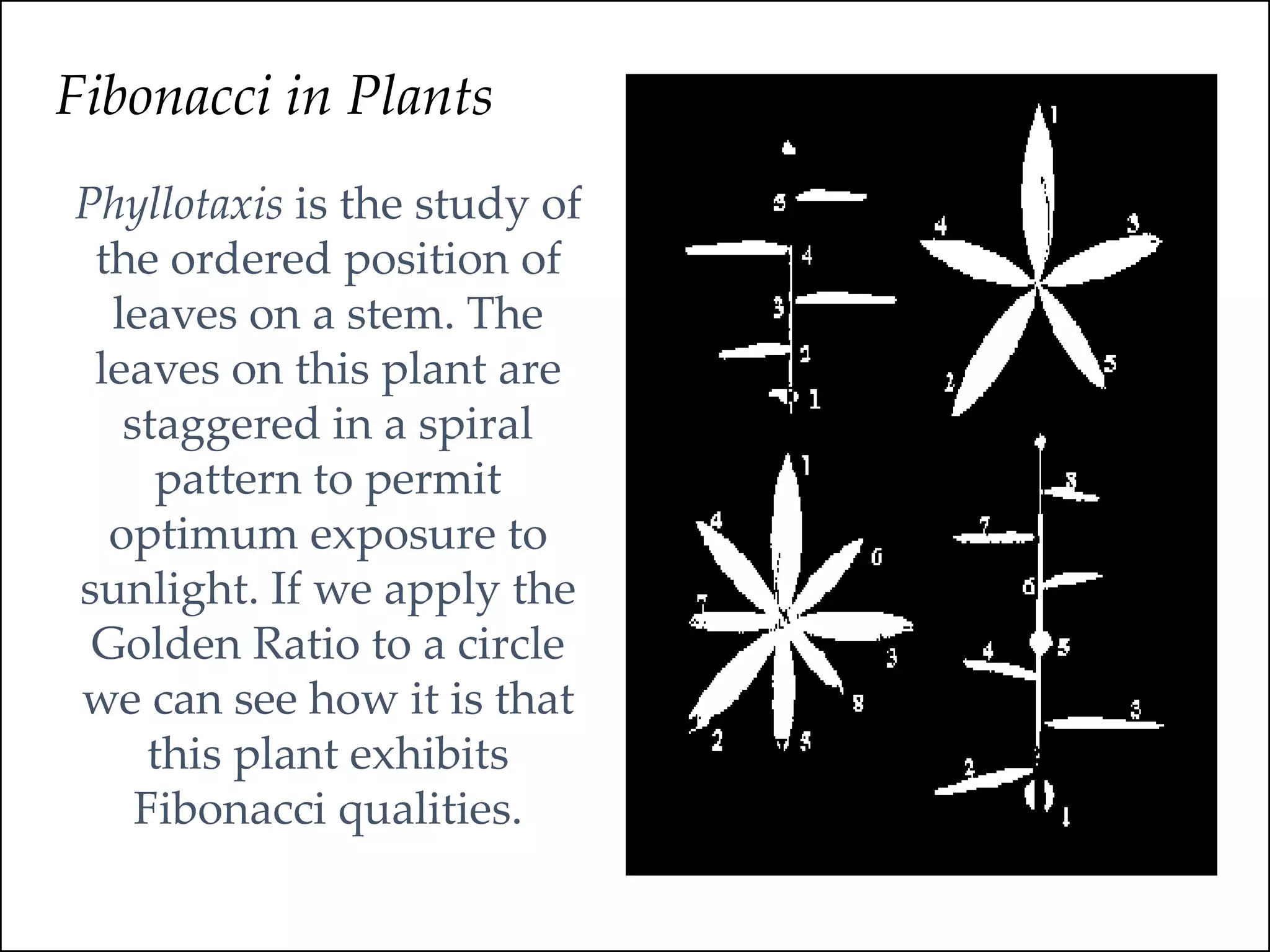 Fibonacci in Plants
Phyllotaxis is the study of
the ordered position of
leaves on a stem. The
leaves on this plant are
staggered in a spiral
pattern to permit
optimum exposure to
sunlight. If we apply the
Golden Ratio to a circle
we can see how it is that
this plant exhibits
Fibonacci qualities.
 