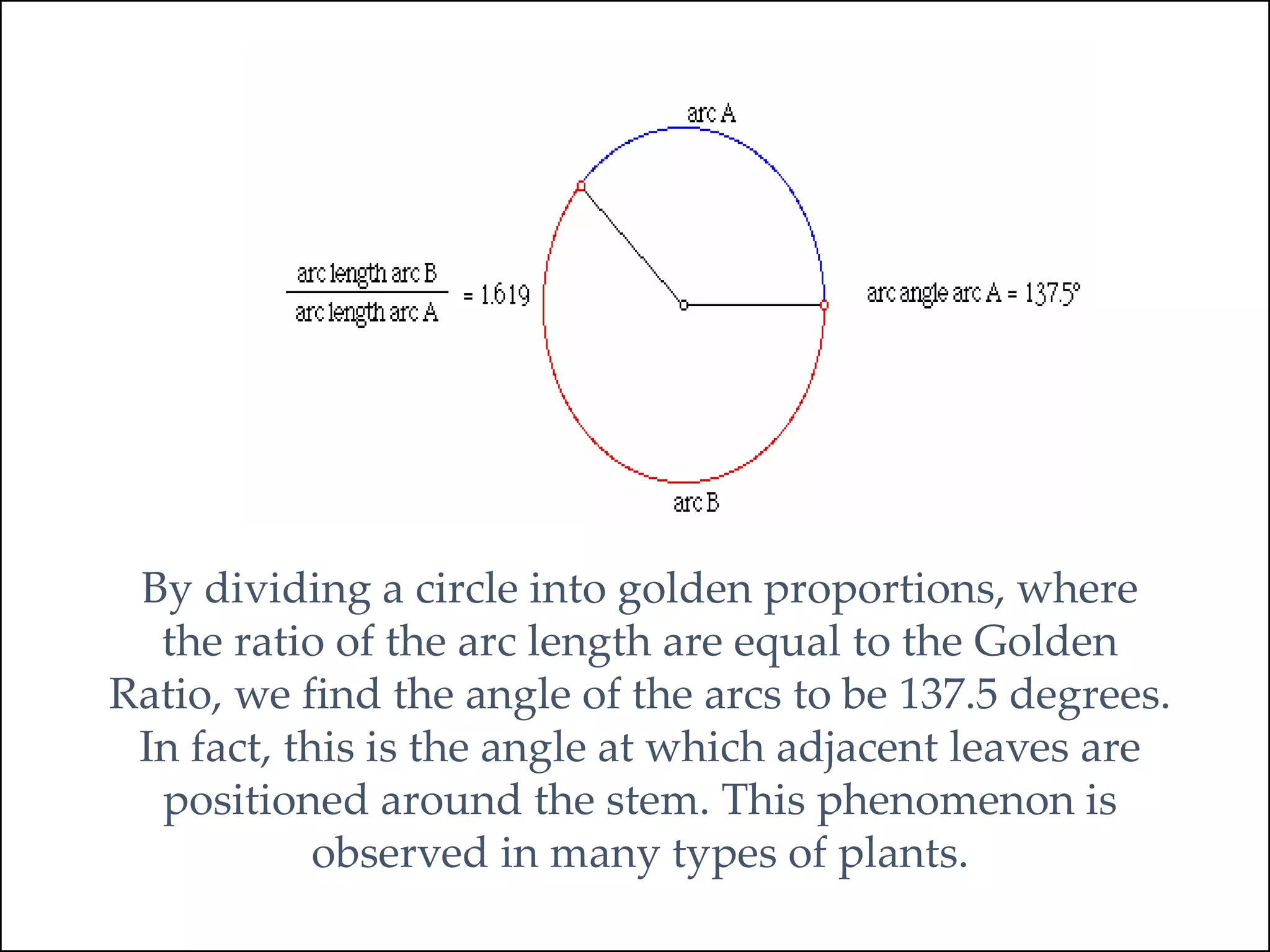 By dividing a circle into golden proportions, where
the ratio of the arc length are equal to the Golden
Ratio, we find the angle of the arcs to be 137.5 degrees.
In fact, this is the angle at which adjacent leaves are
positioned around the stem. This phenomenon is
observed in many types of plants.
 