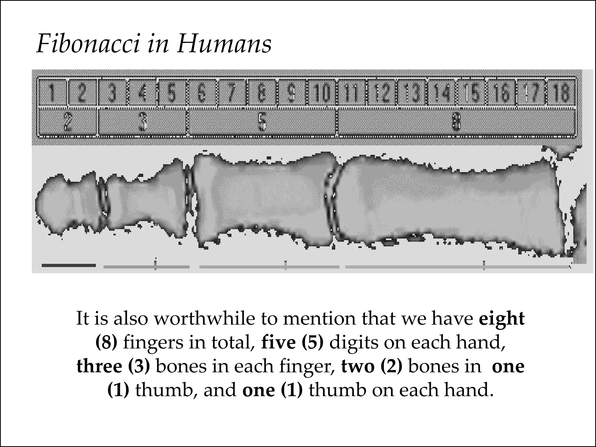 Fibonacci in Humans
It is also worthwhile to mention that we have eight
(8) fingers in total, five (5) digits on each hand,
three (3) bones in each finger, two (2) bones in one
(1) thumb, and one (1) thumb on each hand.
 