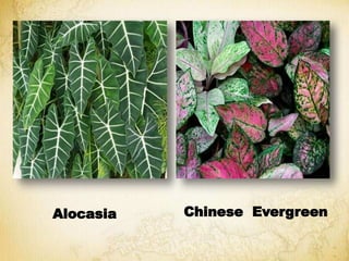 Alocasia Chinese Evergreen
 