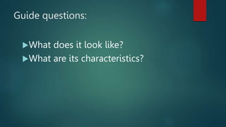 Guide questions:
What does it look like?
What are its characteristics?
 