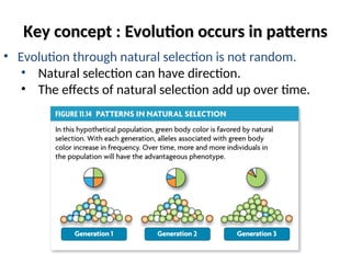 Patterns of Evolution ; Patterns of Evolution ; Patterns of Evolution | PPT