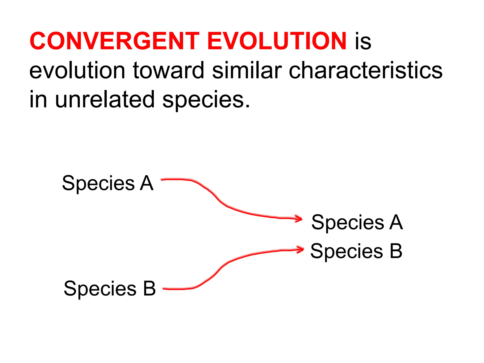 Patterns of Evolution Slides for Canvas Notes.pptx