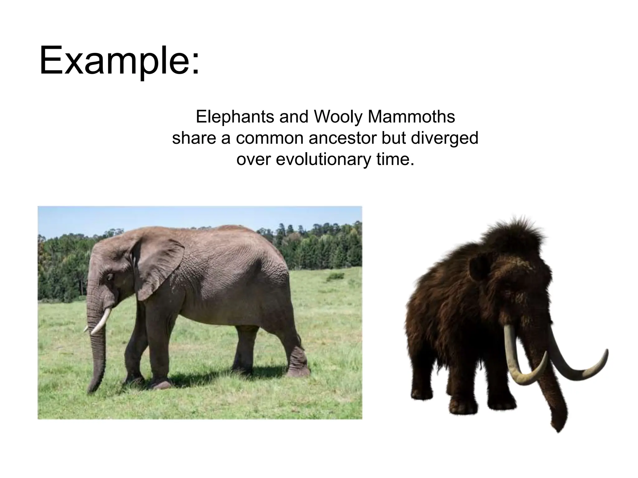 Patterns of Evolution Slides for Canvas Notes.pptx