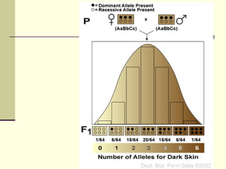 Patterns of heredity and human genetics | PPT