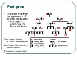 Pedigree
   Pedigrees help track
    the appearance of
    one trait (or disease)
    •   Very useful for
        determining the
        type of inheritance




Does the whirling trait
  appear to be sex-linked?

Are there multiple alleles for
   the whirling trait?
Is it recessive or dominant?
 