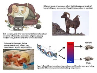 Different levels of hormones affect the thickness and length of
                                                    horns in bighorn sheep, even though their genotype is identical.




Diet, exercise, and other environmental factors have been
proven to influence the expression of genes causing
heart disease, diabetes and other serious illnesses.


 Exposure to chemicals during
 pregnancy and early infancy can
 trigger severe genetic abnormalities.
 
