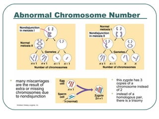Abnormal Chromosome Number




   many miscarriages      this zygote has 3
                            copies of a
    are the result of       chromosome instead
    extra or missing        of 2
    chromosomes due        instead of a
    to nondisjunction       homologous pair,
                            there is a trisomy
 