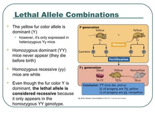 Lethal Allele Combinations
   The yellow fur color allele is
    dominant (Y)
     •   however, it's only expressed in
         heterozygous Yy mice

   Homozygous dominant (YY)
    mice never appear (they die
    before birth)
   Homozygous recessive (yy)
    mice are white
   Even though the fur color Y is
    dominant, the lethal allele is
    considered recessive because
    it only appears in the
    homozygous YY genotype.
 