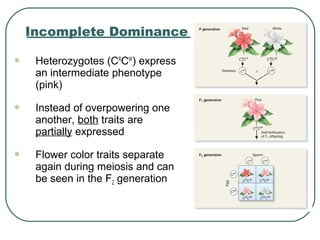 Incomplete Dominance

    Heterozygotes (CRCW) express
     an intermediate phenotype
     (pink)

    Instead of overpowering one
     another, both traits are
     partially expressed

    Flower color traits separate
     again during meiosis and can
     be seen in the F2 generation
 