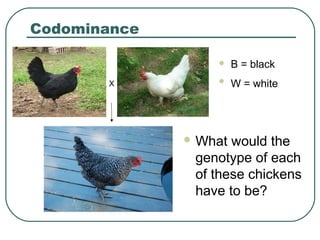 Codominance

                      B = black
       X              W = white




               What would the
               genotype of each
               of these chickens
               have to be?
 